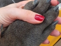 Cabinet veterinar de stomatologie - Dentovet ( Chirurgie BMF - Tratamente laser cluj ) 