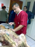 Dr. Bobic Dorin ( asistenta medicala veterinara timisoara - accesorii animale timisoara ) 