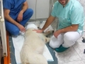 Happy Pet (  medicina veterinara Timisoara -  chirurgie cardiaca veterinara Timisoara ) 